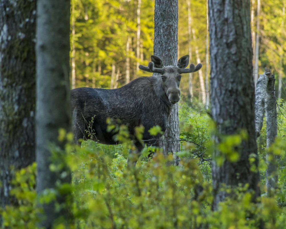 pexels-erik-karits-2093459-3722624